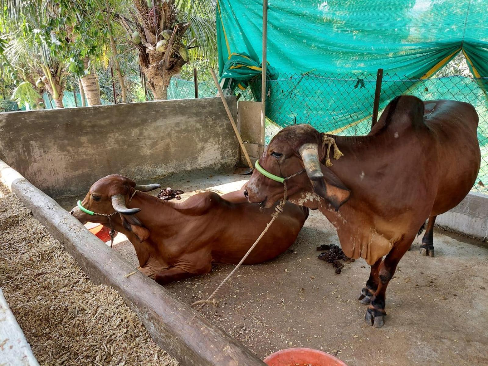 阿里巴格Lakshmi Farm别墅 外观 照片